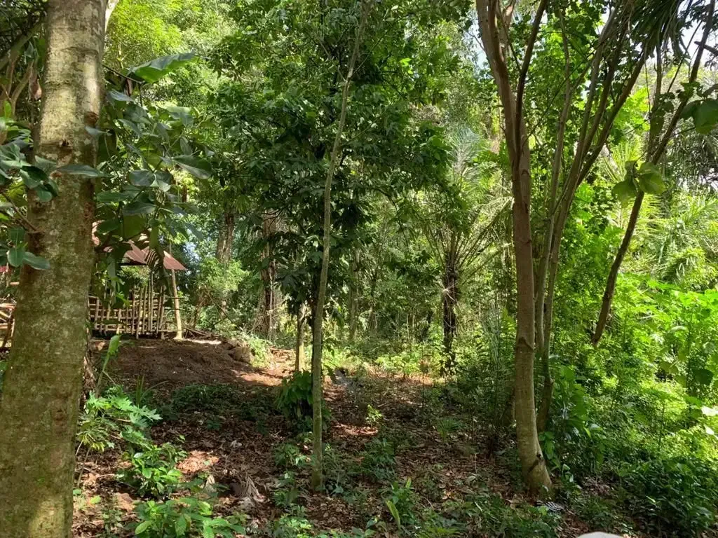 TANAH LOS SUNGAI COCOK UNTUK VILLA LOKASI BUWIT TABANAN - Image 3 of 10