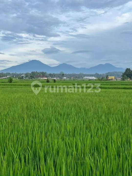 Tanah Premium Murah View Sawah Dekat Ubud Bali - Image 2 of 4