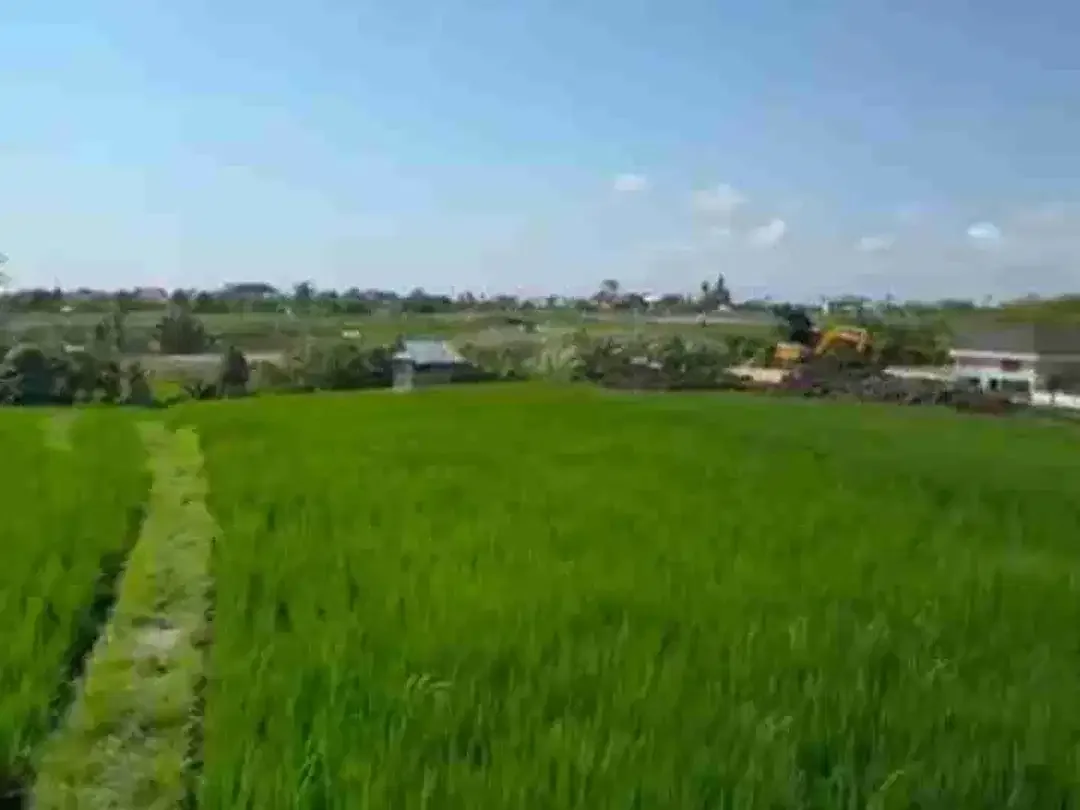 Tanah View Sawah Luas Strategis di Canggu Padonan - Image 1 of 10