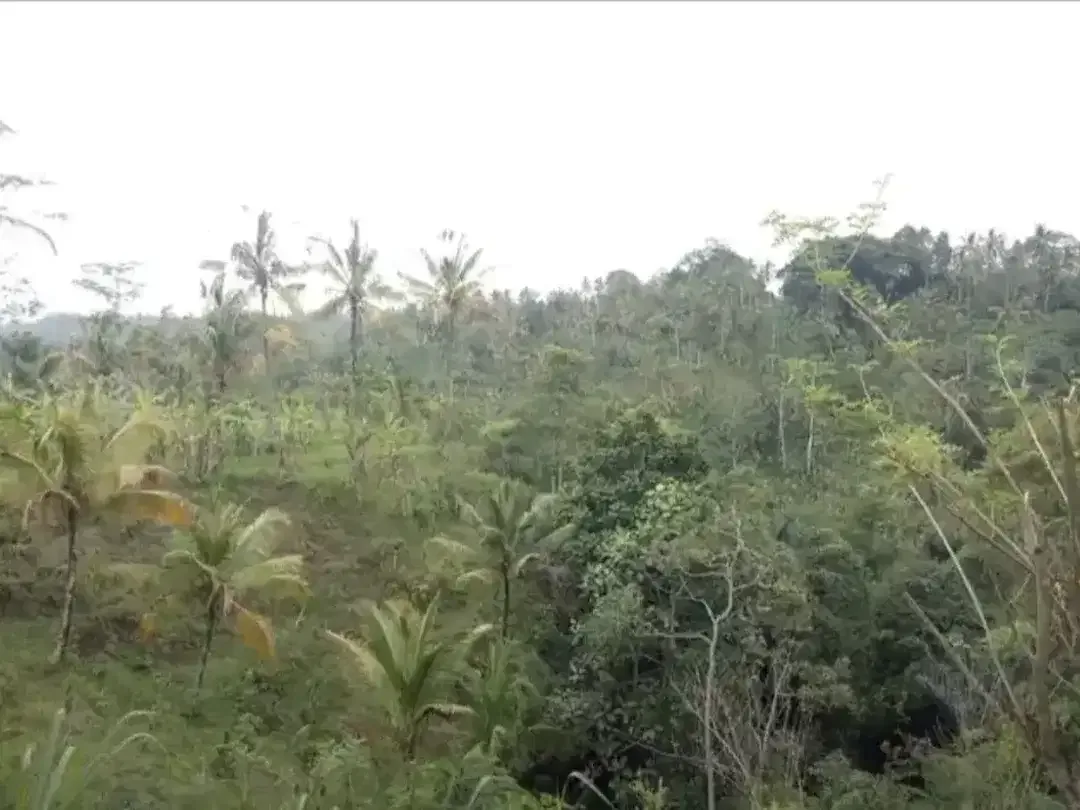 TANAH KOSONG DI BUAHAN KAJA PAYANGAN GIANYAR BALI - Image 2 of 10