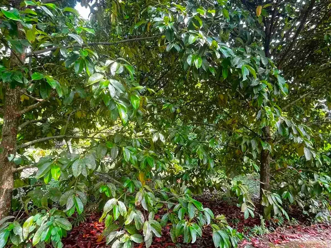 jual kebun manggis luas kecil, 100 meter dari jalan utama antar propinsi denpasar gilimanuk. - Image 8 of 10