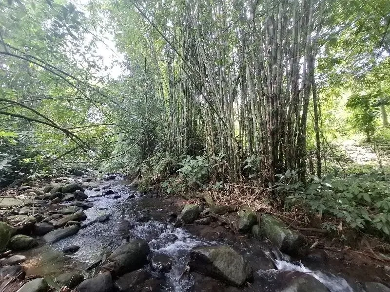 Dijual tanah los sungai dan view sawah di tabanan bali - Image 3 of 10