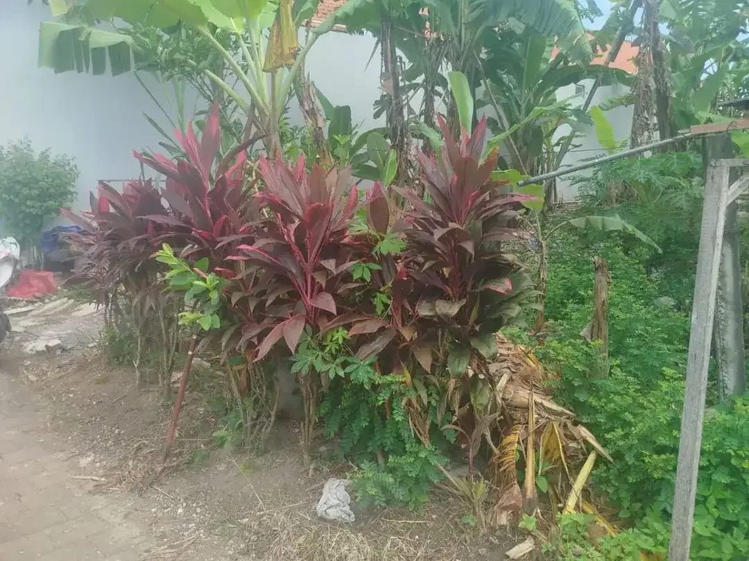 For Sale di Jual Tanah 2 Are - Lokasi Gajah Sura, Denpasar Utara - Image 2 of 4
