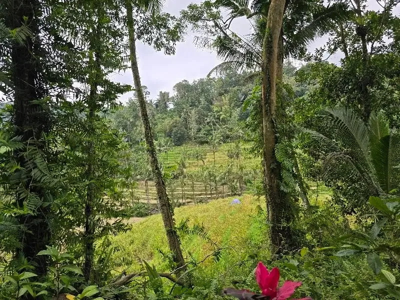 DIJUAL TANAH KEBUN VIEW SAWAH SANGAT MURAHdi tabanan bali - Image 8 of 10