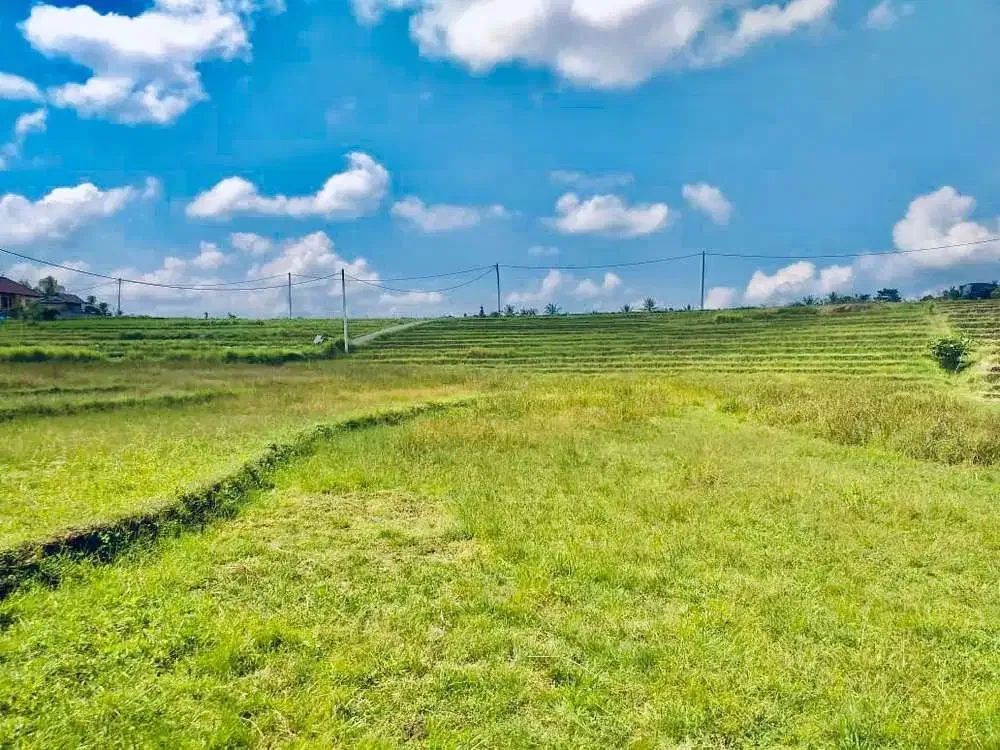 TANAH STRATEGIS VIEW SAWAH TABANAN - Image 1 of 10