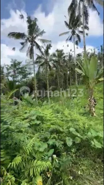 Dijual Tanah Murah - Batas Tampaksiring & Tegallalang, Bali - Image 4 of 4