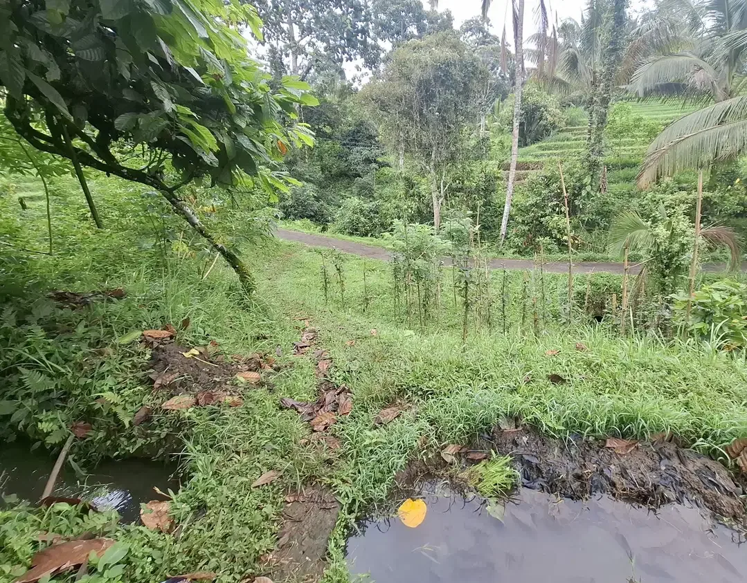 Dijual tanah sawah murah di selemadeg tabanan - Image 5 of 9