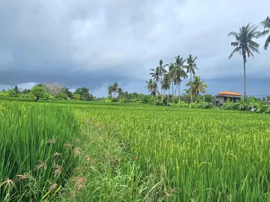 Rare Find! Villa Strategis dengan View Sawah Tanpa Batas - Image 5 of 10