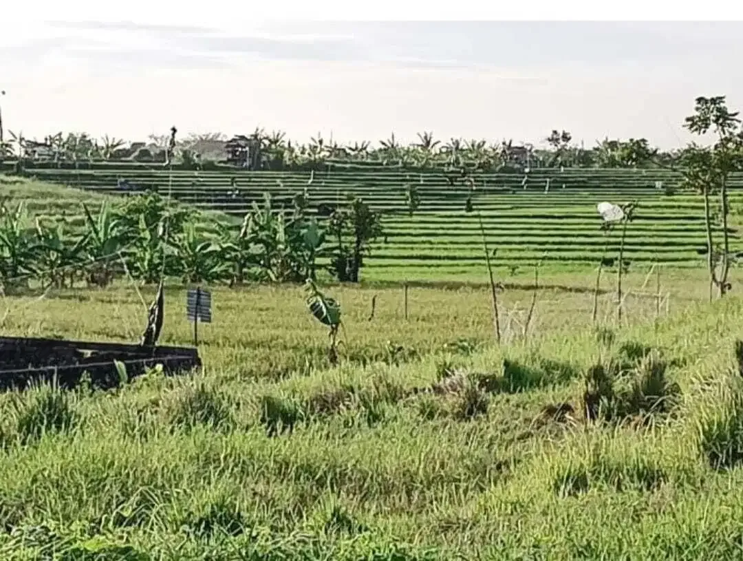 DIJUAL TANAH DI UMA ALAS , DIJUAL TANAH DI CANGGU AREA KUTA UTARA - Image 4 of 8