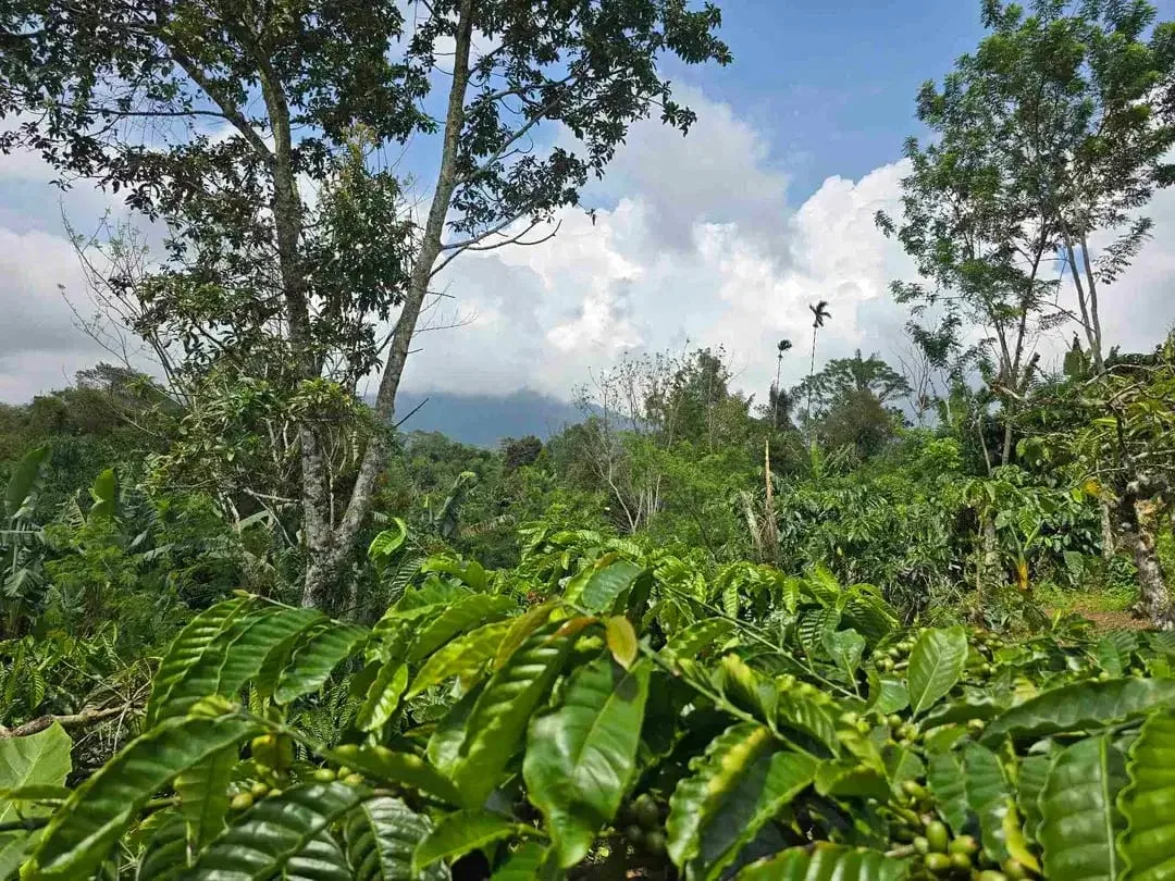 Dijual kebun kopi produktif trawat di tabanan bali - Image 6 of 10