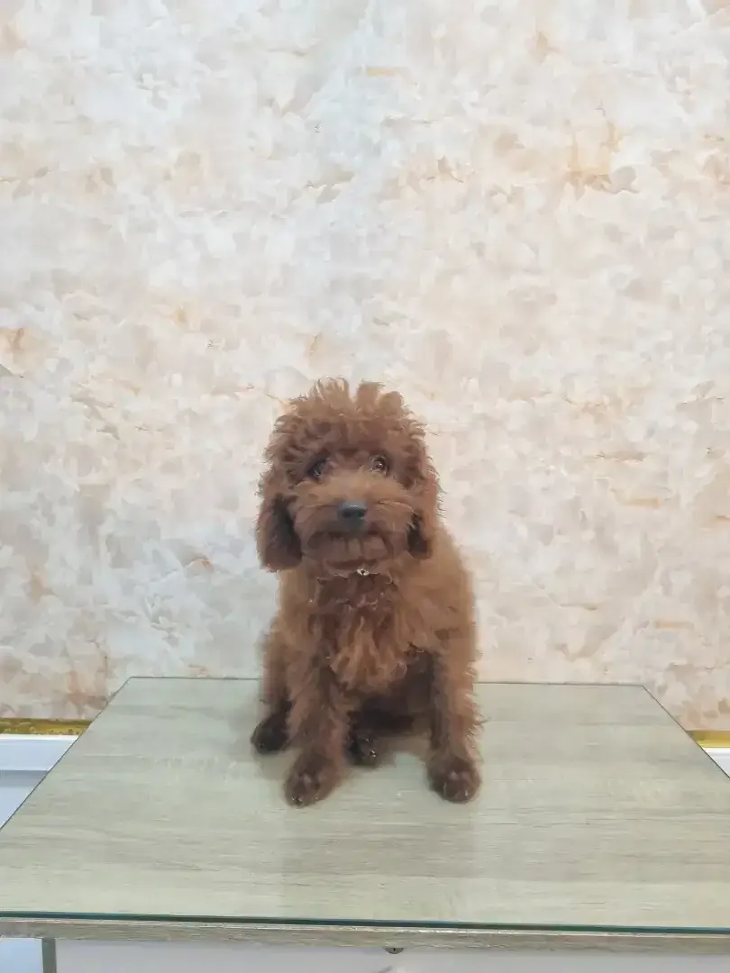 Grooming anjing profesional - Image 3 of 10