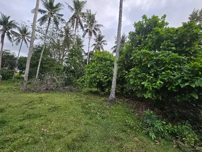 DI jual tanah datar  pruntukan industri di jembrana bali - Image 6 of 8