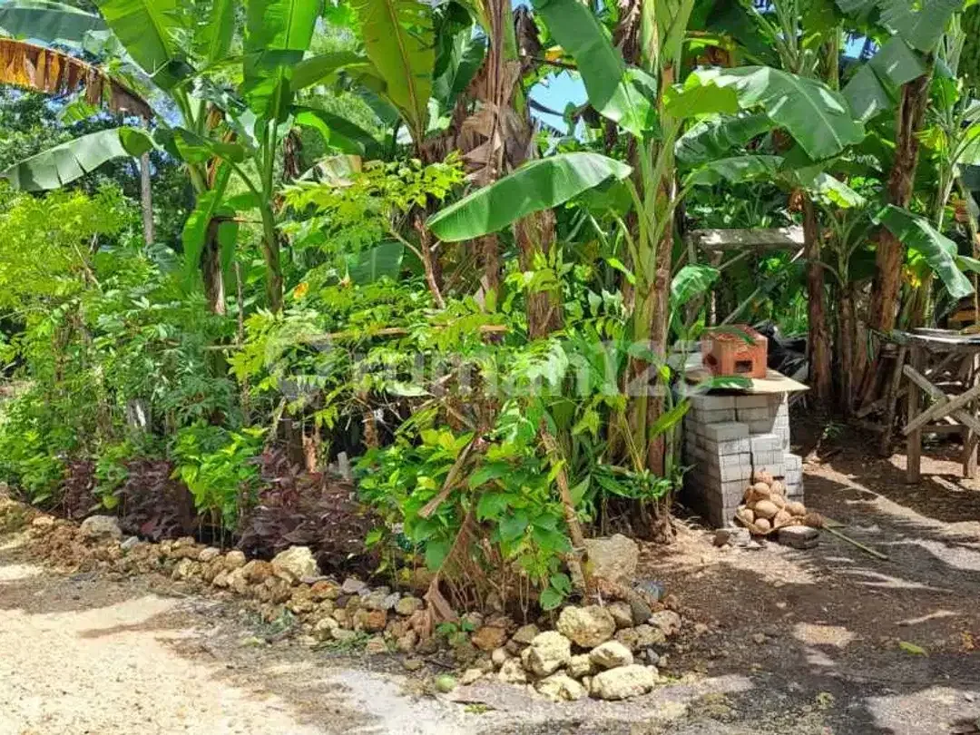 Dikontrakkan Tanah Plot Kecil Sangat Langka Zona Pariwisata - Image 5 of 5