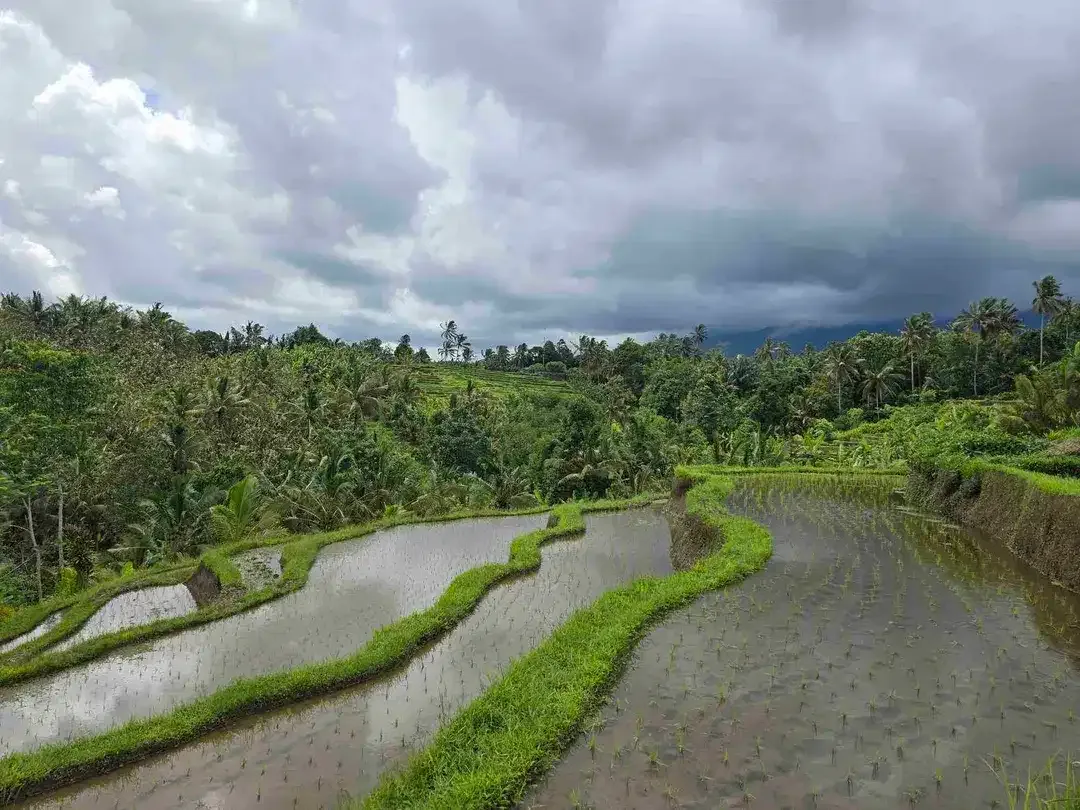 dijual tanah kebun dan sawah view cantik di penebel tabanan bali - Image 7 of 10