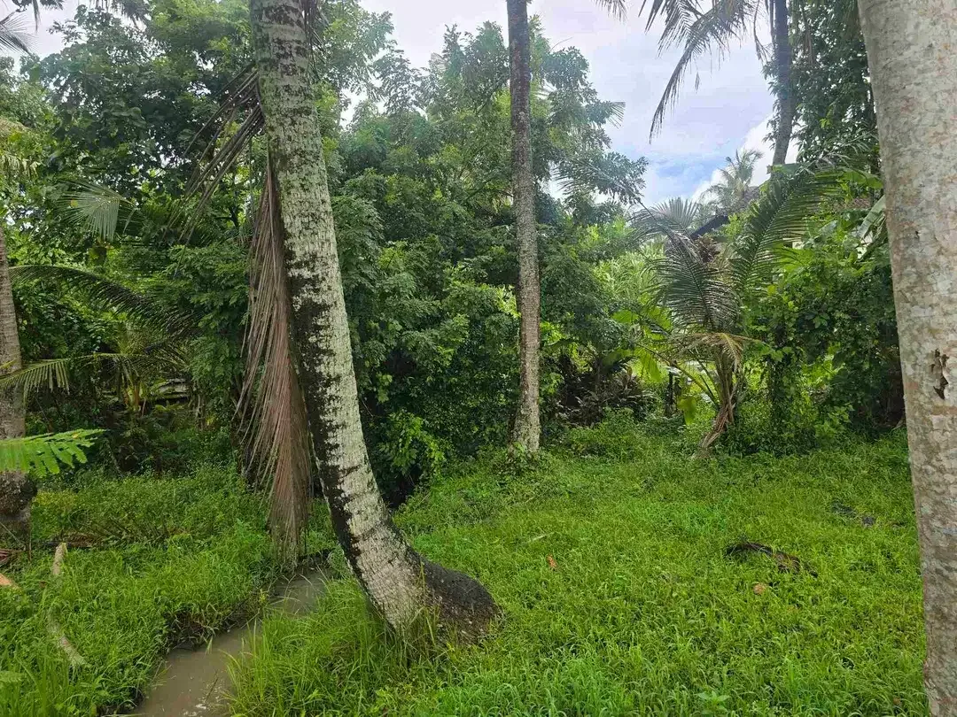 Dijual tanah zona kuning / yellow view sawah di tabanan bali - Image 7 of 10