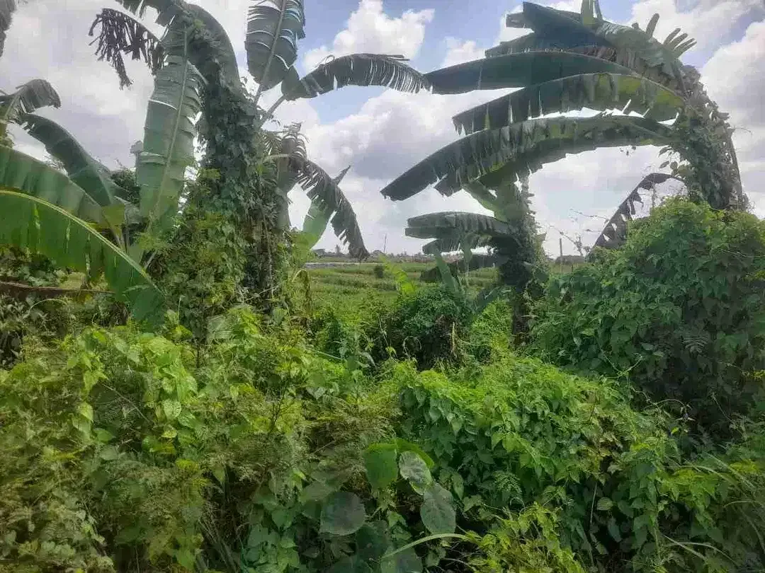 Lahan Langka plot kecil Dekat Pantai mengening zona pariwisata SHM - Image 3 of 8