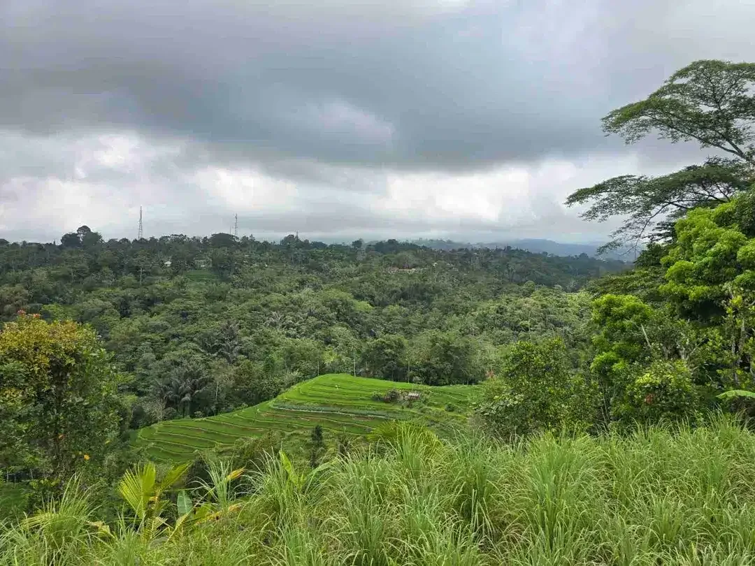 Tanah kebun view tiga gunung dan view sawah sangat panorama - Image 3 of 9