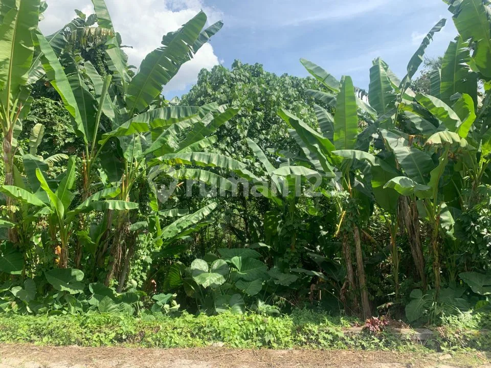 Land For Sale In Quiet Area At Subamia Tabanan Close To Tabanan City, Suitable For Housing Area - Image 4 of 4