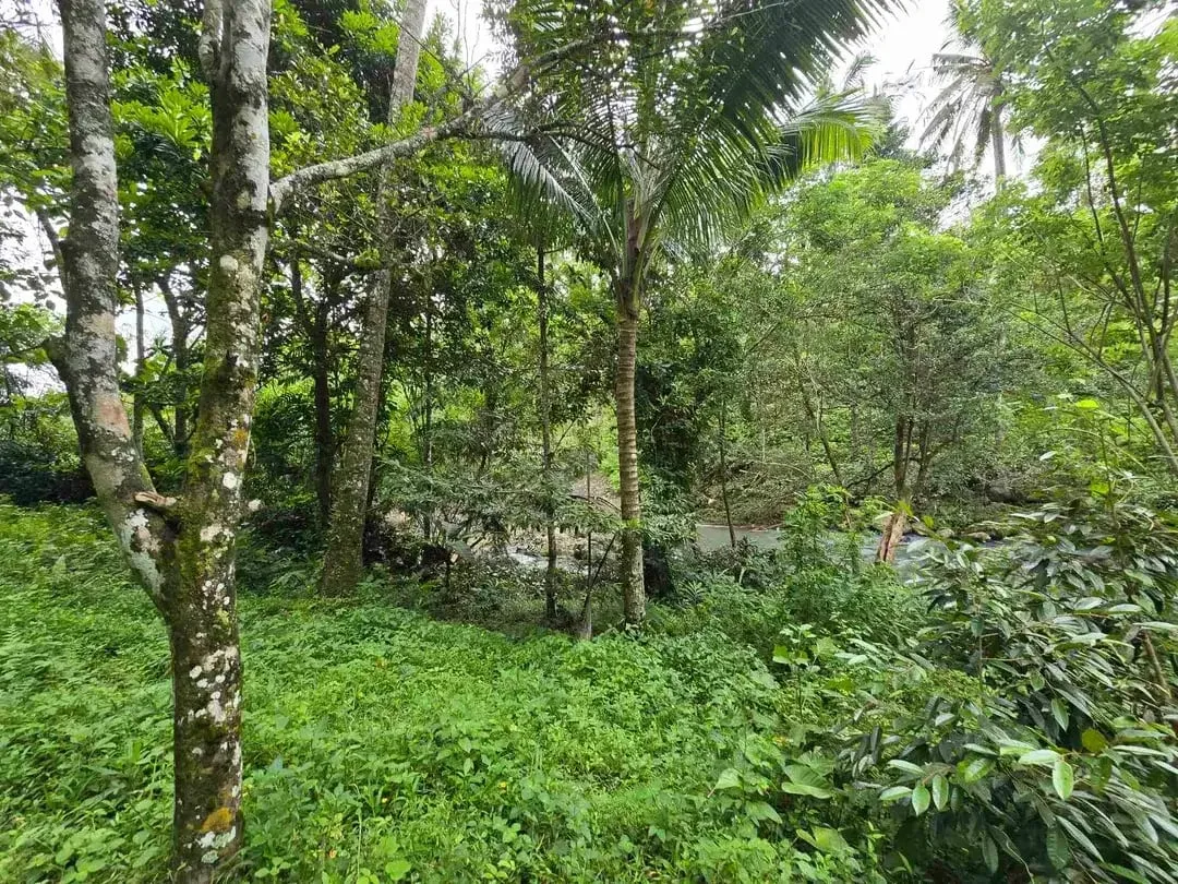 Dijual tanah dengan air terjun dan sungai bebatuan di bali - Image 7 of 10