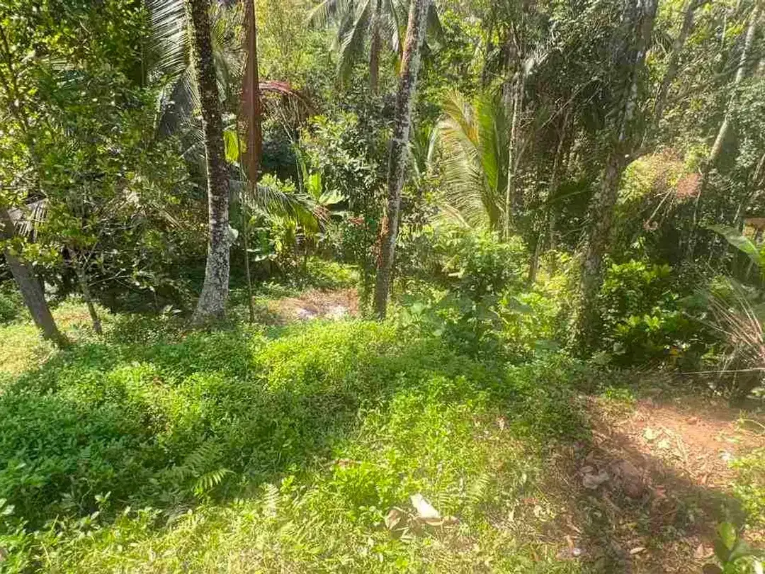 jual tanah kebun luas kecil los sungai di selemadeg tabanan bali. - Image 4 of 8
