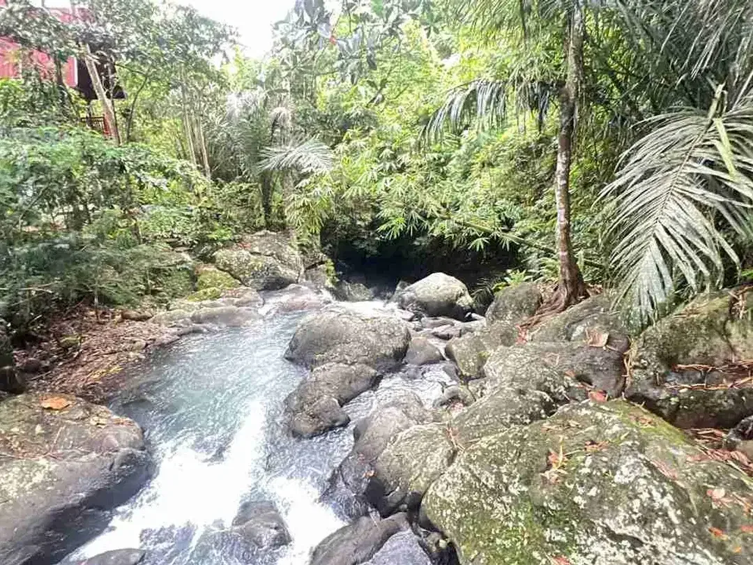 jual tanah kebun Los sungai besar, dengan aneka buah lokal di manikyang selemadeg tabanan bali. - Image 1 of 10