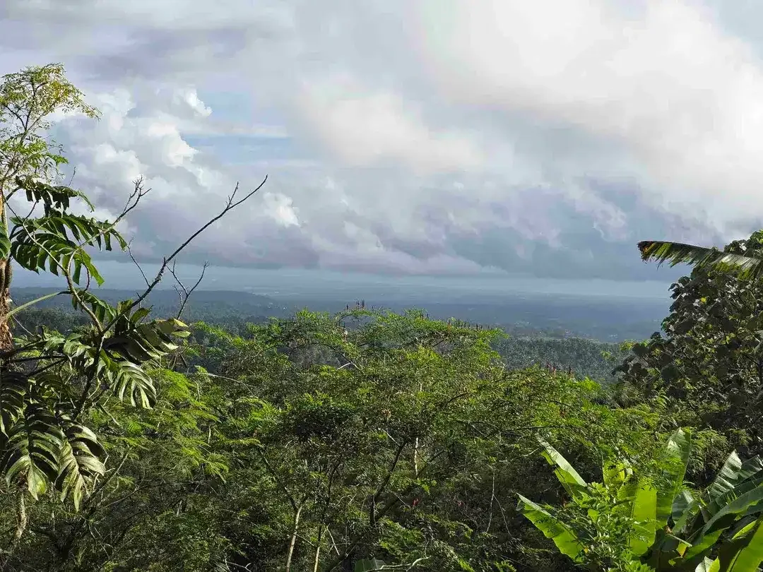 Dijual tanah view lembah dan gunung di tabanan bali - Image 4 of 10