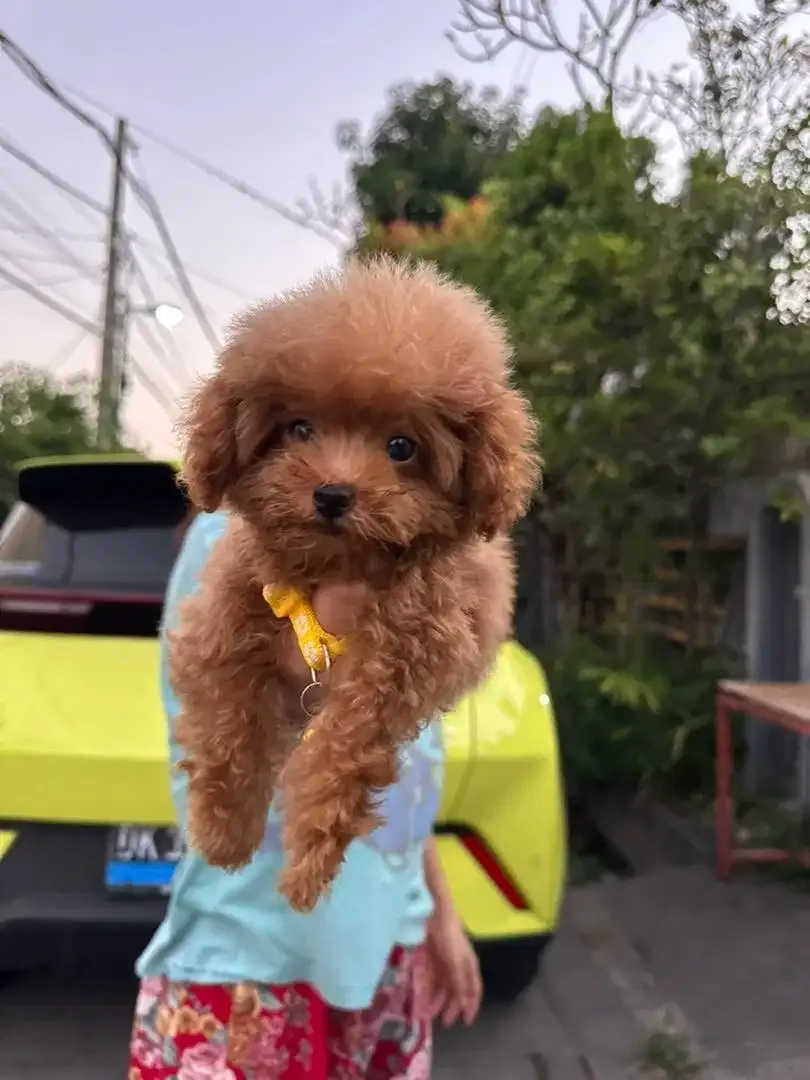 Tiny Toy Poodle - Image 2 of 2