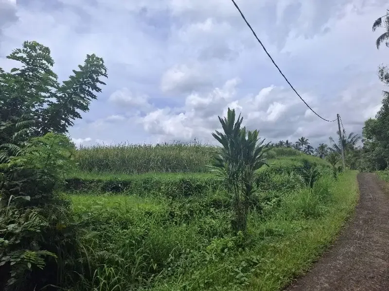 Dijual tanah murah dengan view sawah di tabanan bali - Image 4 of 7