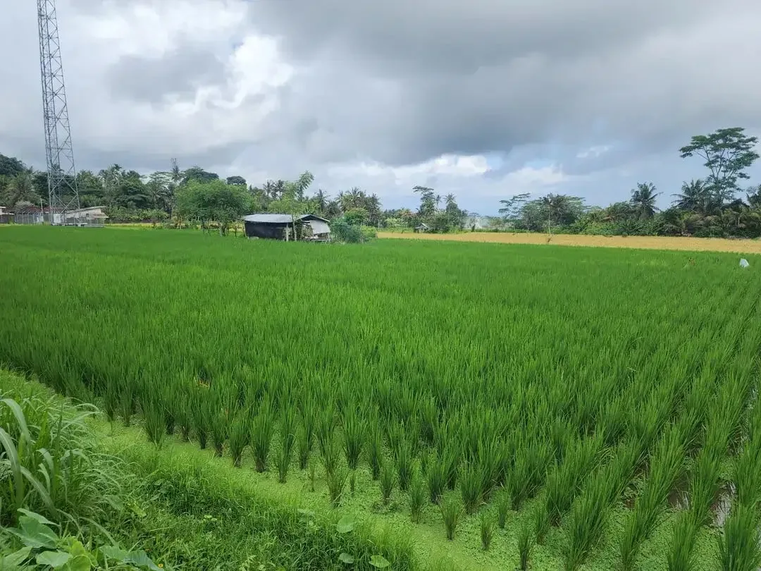 Dijual Murah Tanpa Perantara, Langsung dengan Pemilik, Tanah Sawah di Pejeng Kangin, Tampaksiring, Gianyar Bali - Image 7 of 8
