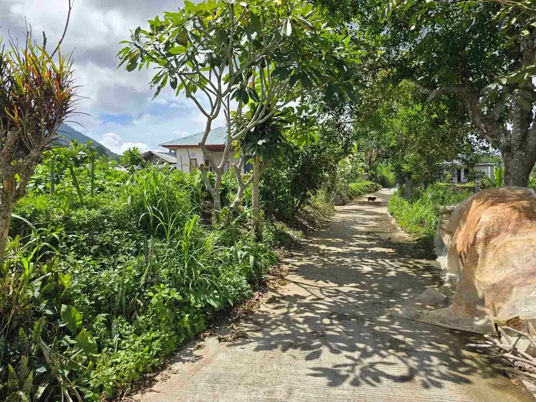 Dijual tanah view istimewa exotik lembah dan gunung di bedugul bali - Image 8 of 10