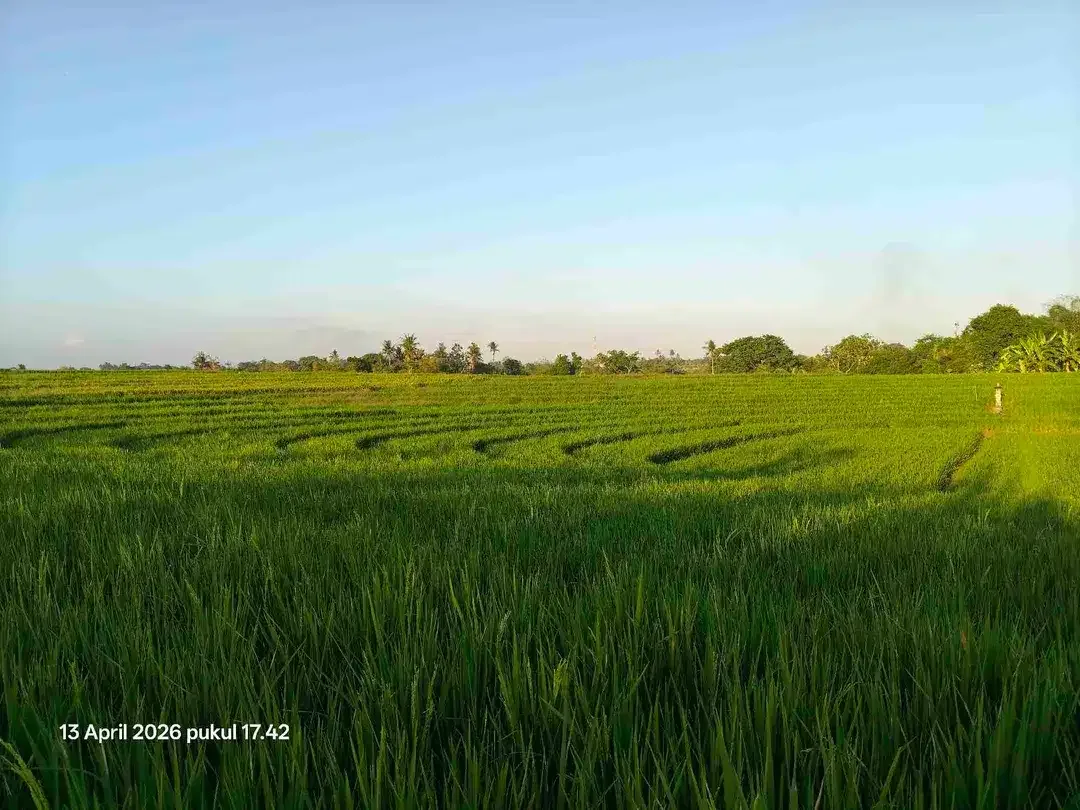 Tanah View Sawah Gunung dan Laut dekat Pasut dan Kelating Bali - Image 3 of 6