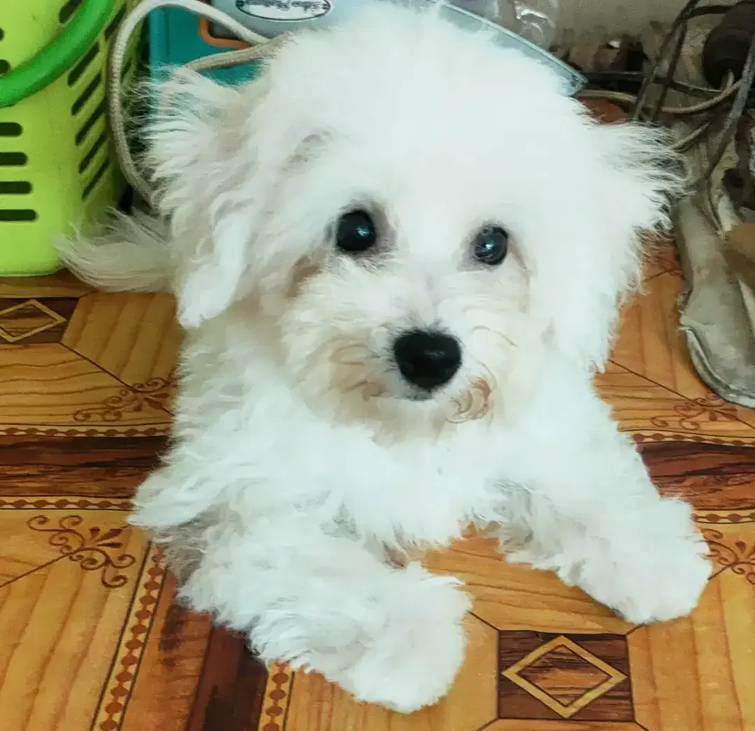 DI JUAL MURAH BICHON FRISE BETINA STAMBUM VAKSIN KUALITAS BAGUS - Image 1 of 1