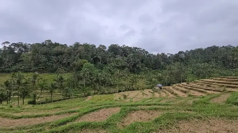 DIJUAL TANAH KEBUN VIEW SAWAH SANGAT MURAHdi tabanan bali - Image 2 of 10