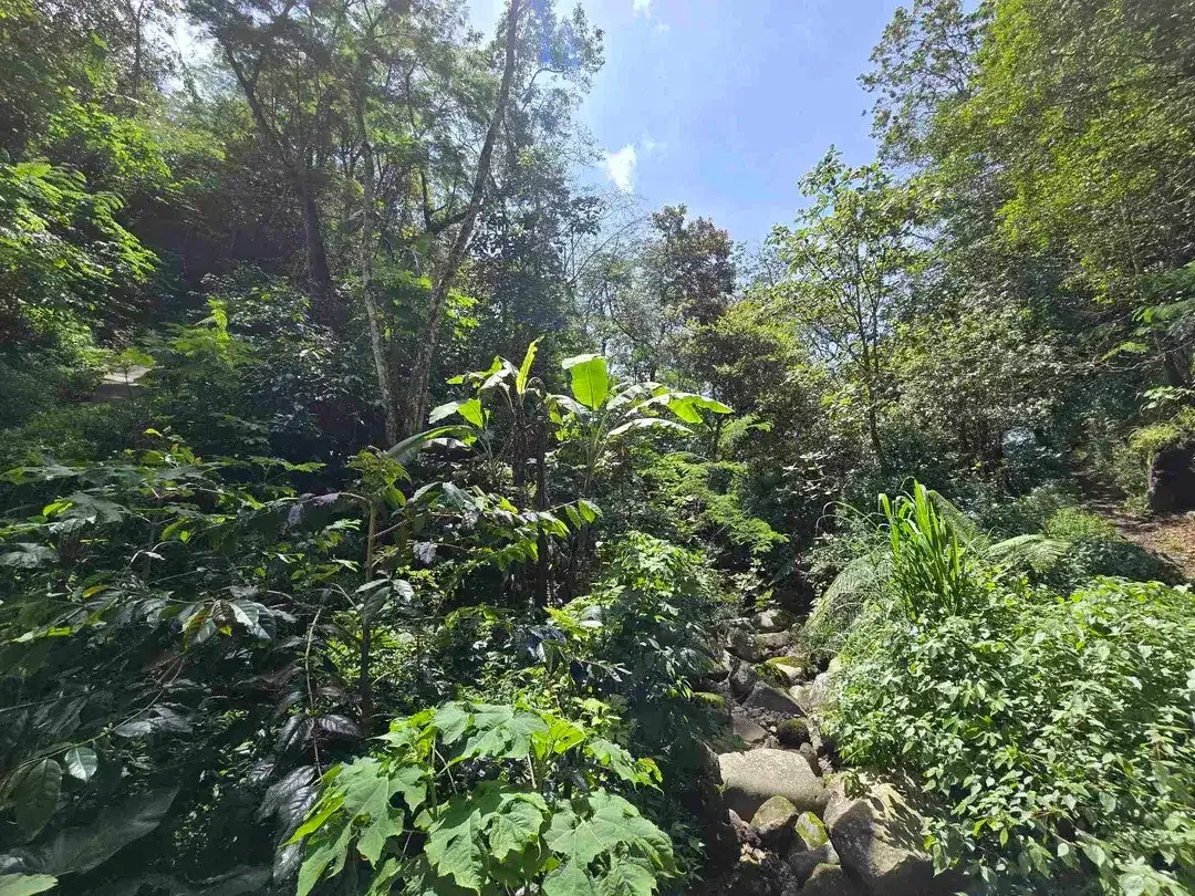 DIJUAL TANAH KEBUN KOPI ARABICA VIEW LAUT DAN GUNUNG DI TABANAN BALI - Image 8 of 10