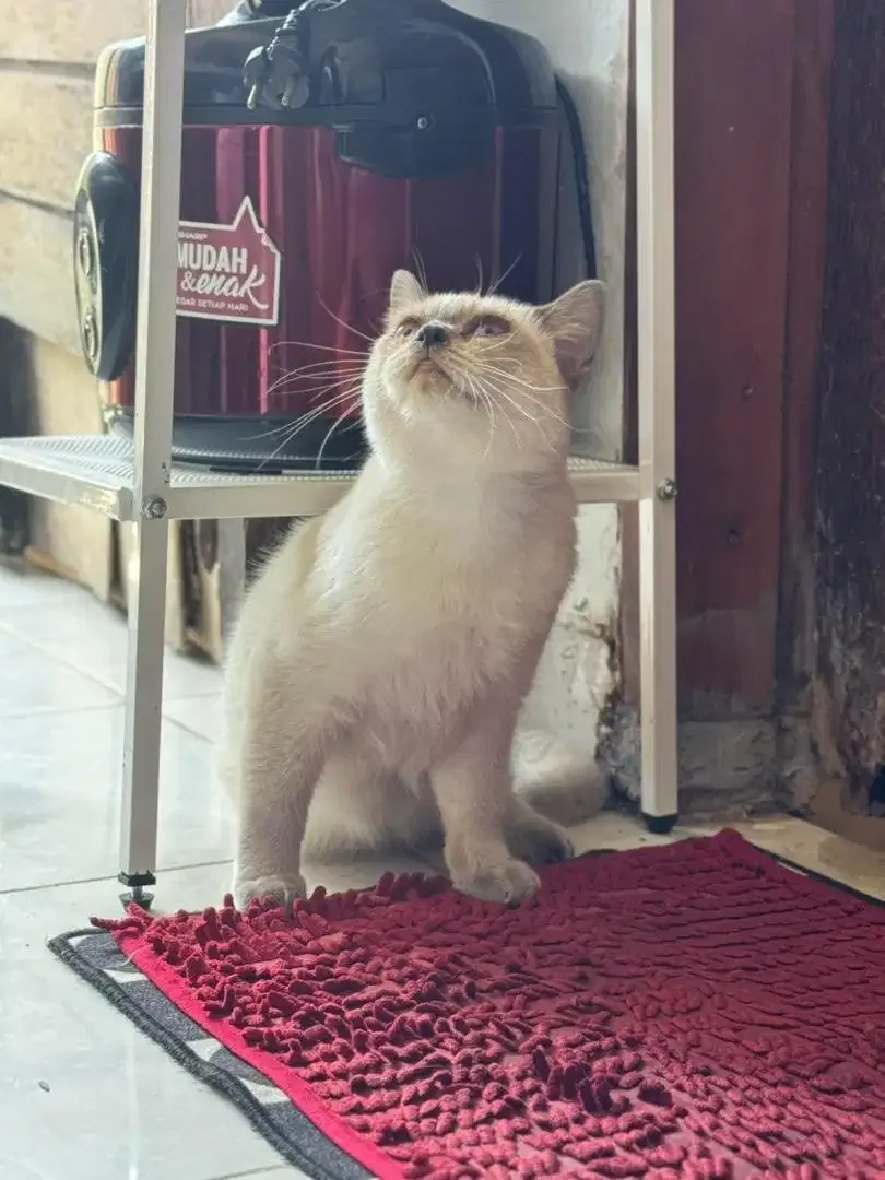Kucing SF 1thn Jantan - Image 3 of 3