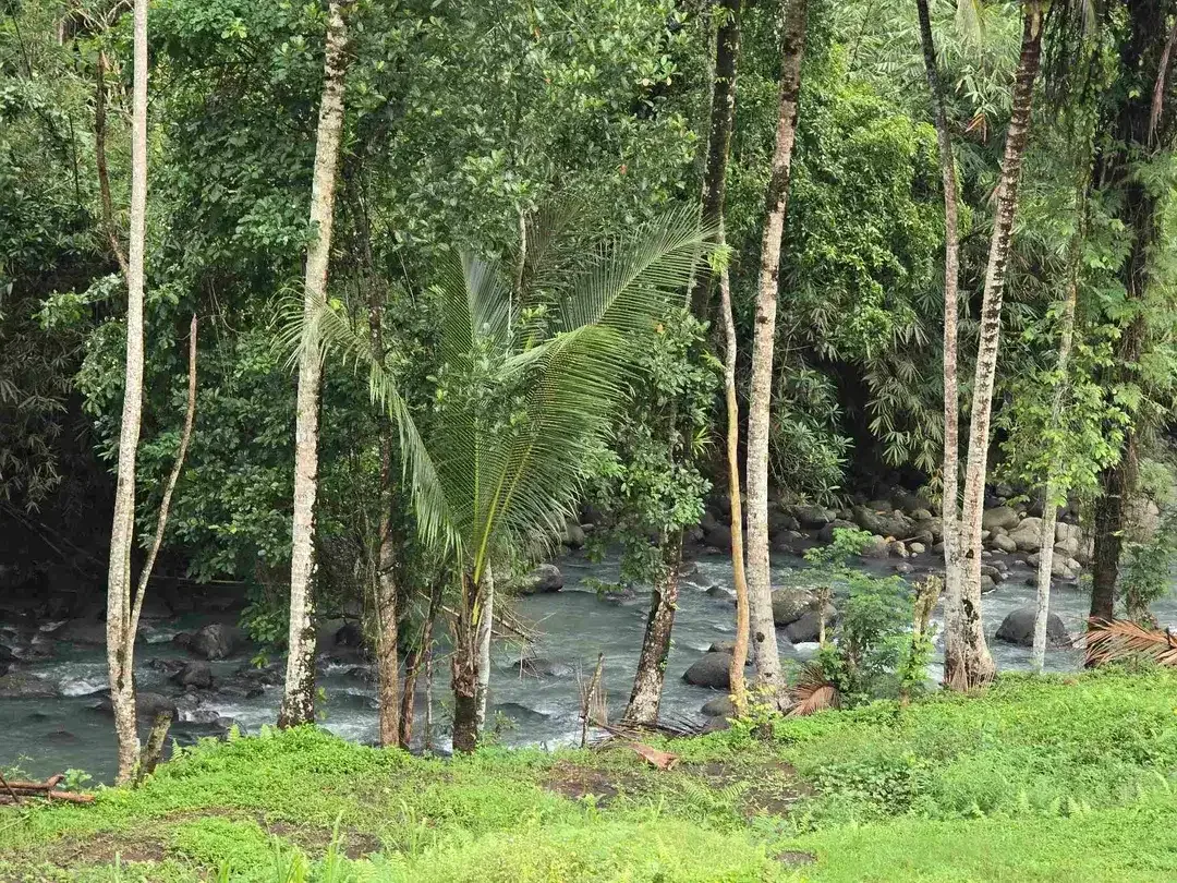 Dijual tanah los sungai dan vieq sawah murah di bali - Image 2 of 10