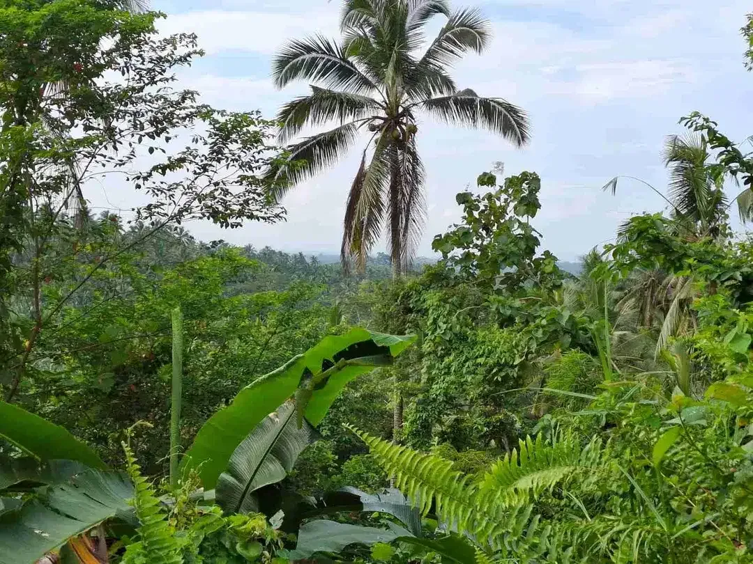 Dijual tanah murah los sungai dekat villa di bali - Image 5 of 10