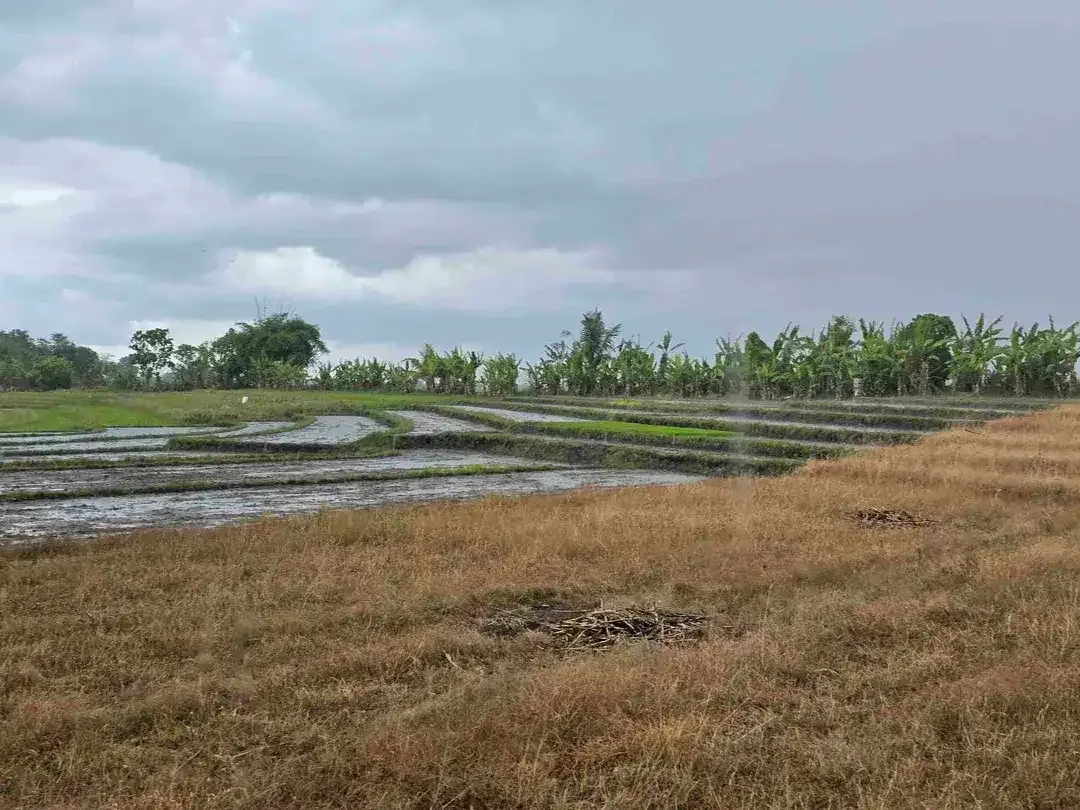 dijual tanah view laut sawah di tabanan bali - Image 7 of 10