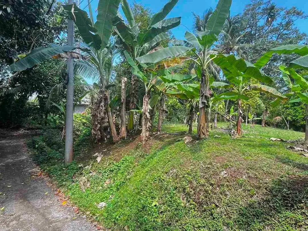 jual kebun manggis luas kecil, 100 meter dari jalan utama antar propinsi denpasar gilimanuk. - Image 3 of 10