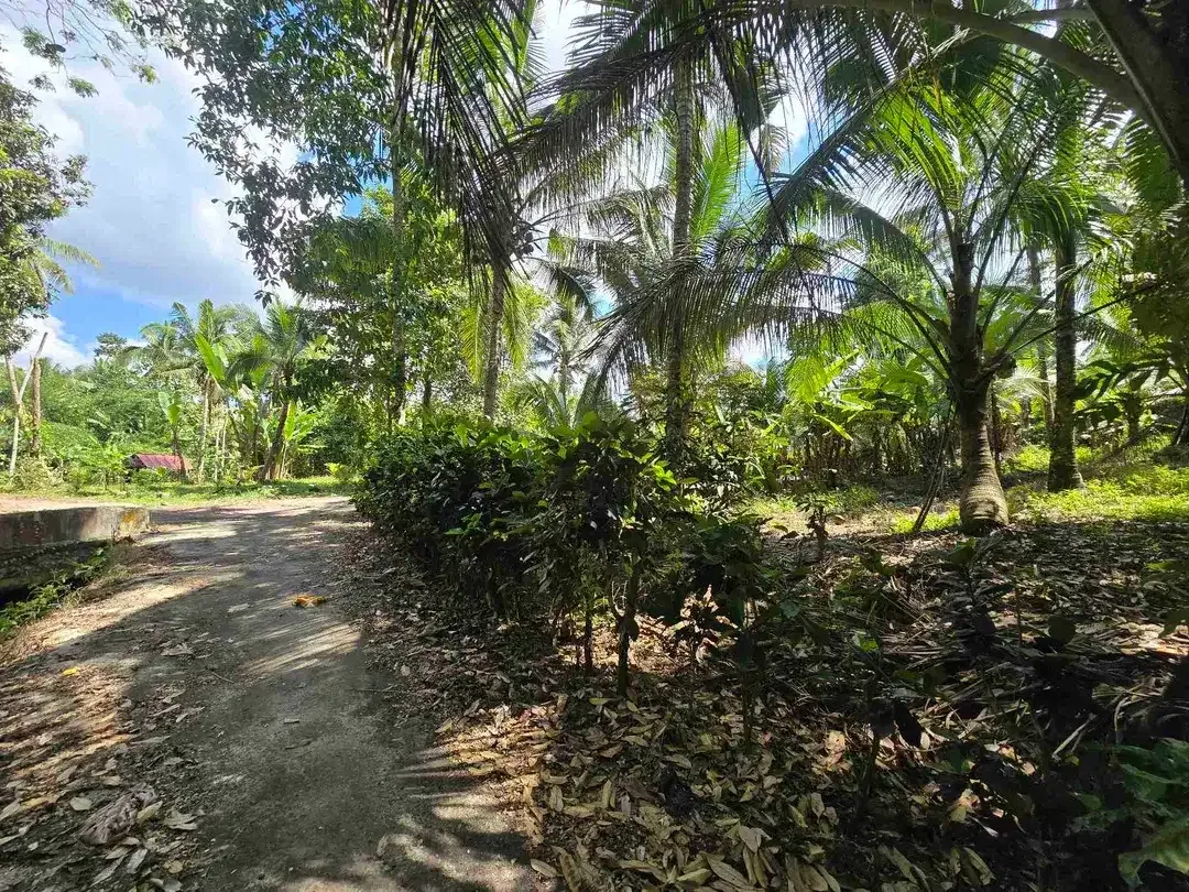 Dijual tanah datar view lambah cocok buat hunian villa di tabanan bali - Image 8 of 10
