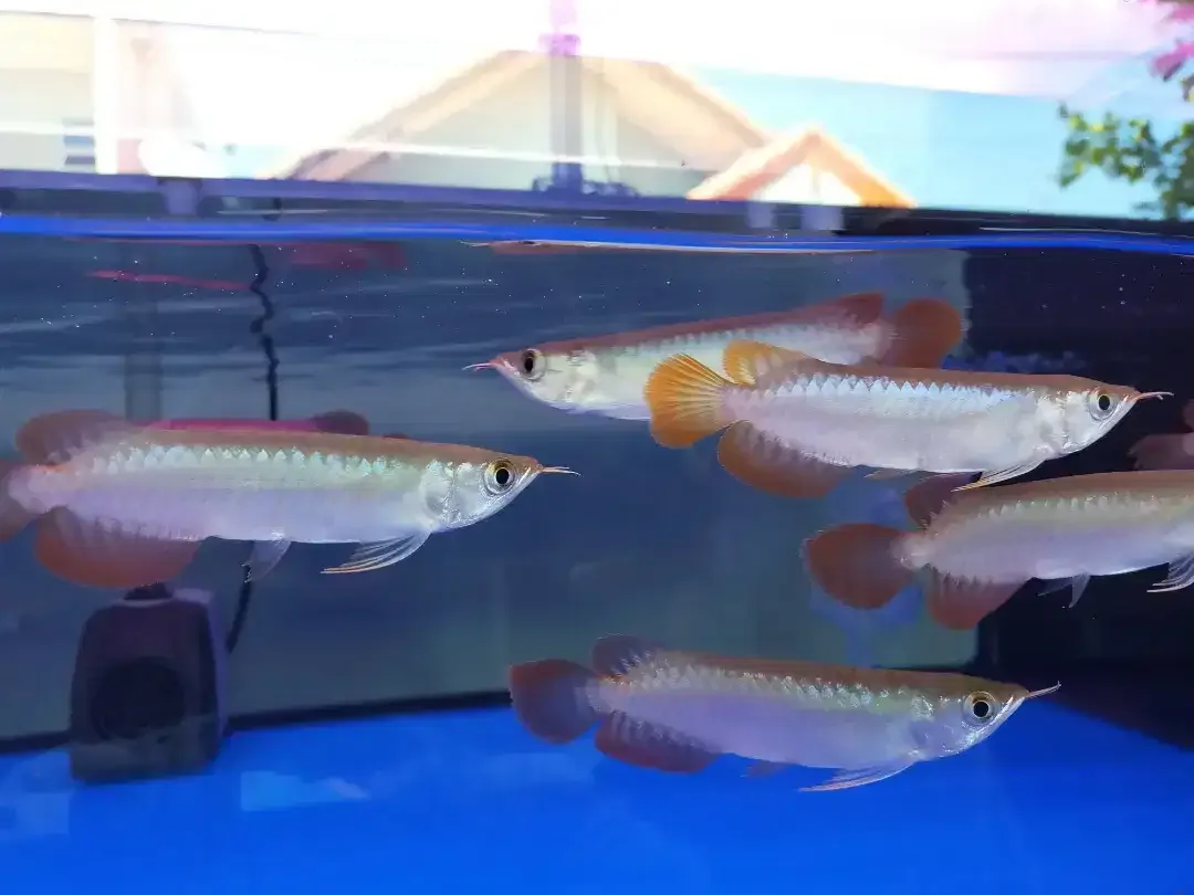 Arwana / Arowana Super Red Kalimantan 14-15CM - Image 4 of 5