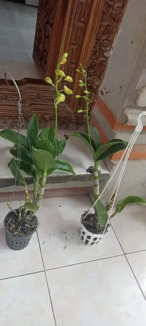 Anggrek Dendrobium - Image 2 of 2