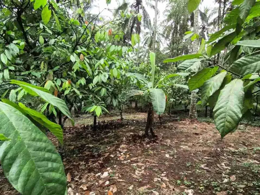 jual tanah kebun di tabanan bali - Image 3 of 10