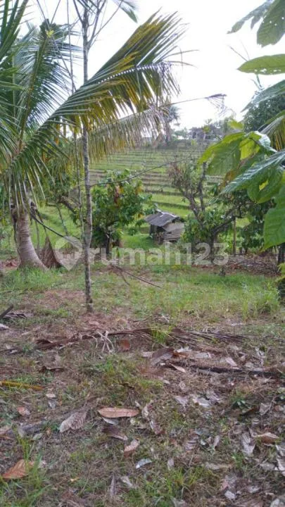 Dijual Tanah Kebun Produktif 70 Are - View Sawah di Lumbung Selemadeg Barat Tabanan - SHM - Image 1 of 4