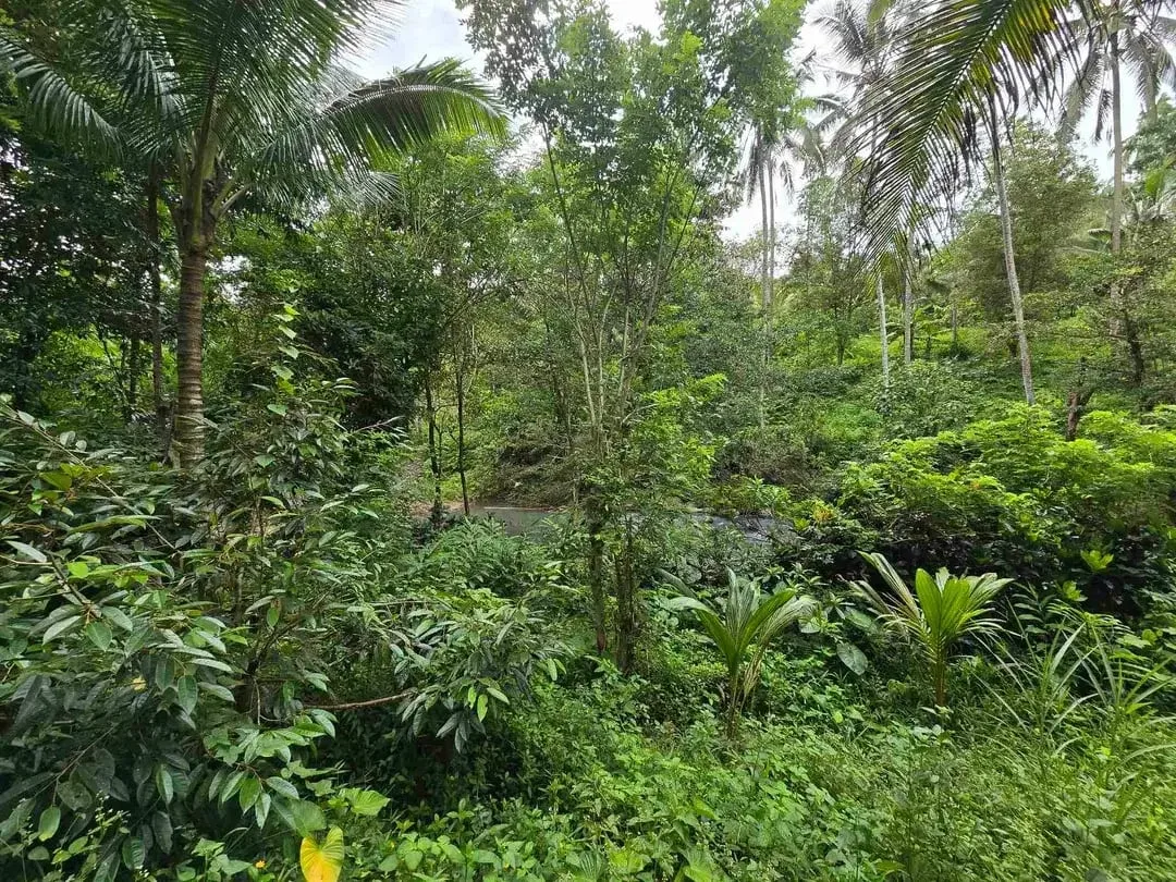 Dijual tanah dengan air terjun dan sungai bebatuan di bali - Image 9 of 10