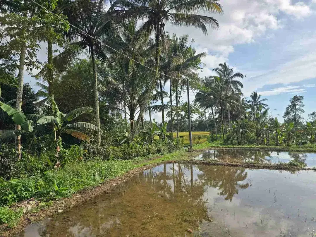 tanah kebun datar view sawah ketinggian 700 mdpl - Image 3 of 10