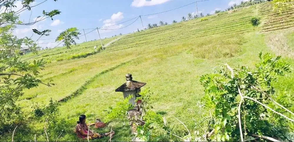 TANAH STRATEGIS VIEW SAWAH TABANAN - Image 2 of 10