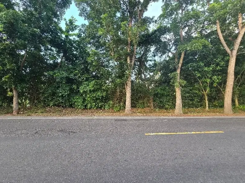 DI jual tanah datar  pruntukan industri di jembrana bali - Image 3 of 8