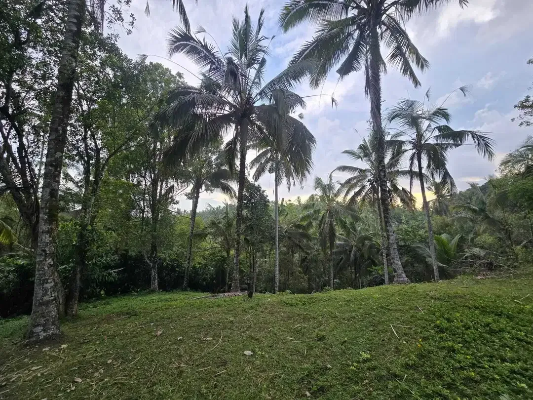Dijual tanah kebun subur dengan view jugle dan los sungai kecil - Image 2 of 10