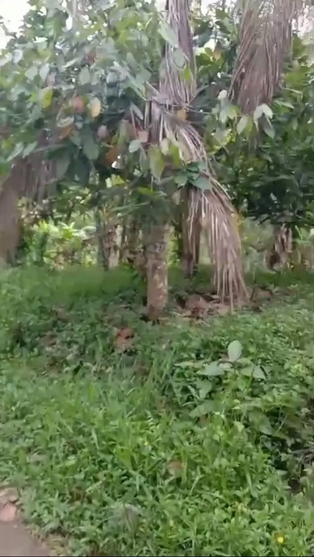 Kebun Cokelat di Selemadeg Tabanan Bali - Image 4 of 6